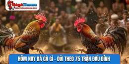 tính năng nổi bật hom nay da ga mau gi