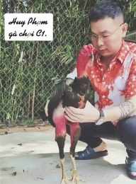 tính năng nổi bật huy phạm đá gà