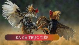 tính năng nổi bật kinh nghiệm đá gà cựa dao