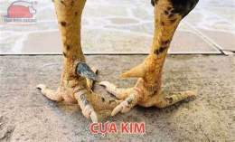 tính năng nổi bật lò cựa gà đá