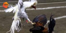 tính năng nổi bật mang da ga truc tuyen