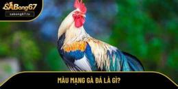 tính năng nổi bật mệnh gà đá