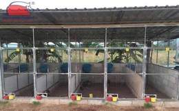 tính năng nổi bật mô hình chuồng gà đá