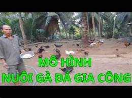 tính năng nổi bật mô hình nuôi gà đá ở bến tre
