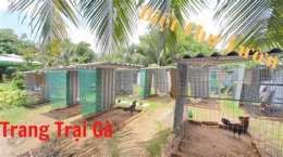 tính năng nổi bật mô hình trang trại gà đá