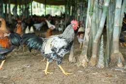 tính năng nổi bật mua gà nòi đá bến tre