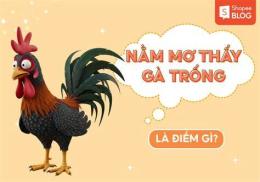 tính năng nổi bật nằm mơ thấy gà trống đá nhau