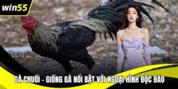tính năng nổi bật ngày giờ gà chuối đá