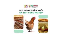 tính năng nổi bật nuôi gà đã có phạm luật