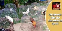 tính năng nổi bật nuoi ga da cua sat