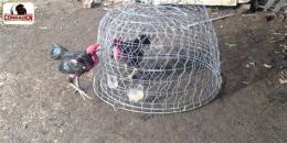 tính năng nổi bật tập thể lực cho gà đá