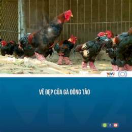 tính năng nổi bật tía cảm nhận và gà thái đá