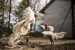 tính năng nổi bật tỉa lông gà đá