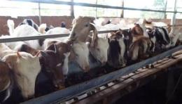 tính năng nổi bật trại gà đá bà rịa vũng tàu