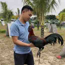 tính năng nổi bật trại gà duyên ti đá thomo