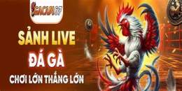 tính năng nổi bật trực tiếp đá gà cam 67.com