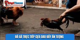 tính năng nổi bật trực tiếp đá gà cựa dao fg1