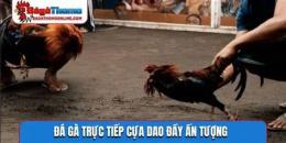 tính năng nổi bật trực tiếp đá gà cựa dao nn1
