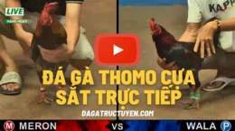 tính năng nổi bật truc tiep tho mo ga da