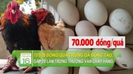 tính năng nổi bật trứng gà đông đá