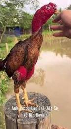 tính năng nổi bật video đá gà bịp roykin