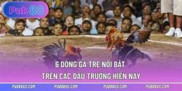 tính năng nổi bật video da ga tre