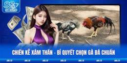 tính năng nổi bật video gà xám thần đá