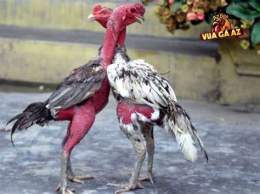 tính năng nổi bật vua da ga az