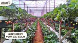 tính năng nổi bật vườn dâu nhà gà đà lạt