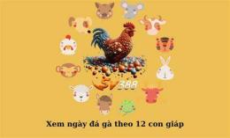 tính năng nổi bật xem ngày gà đá theo 12 con giáp