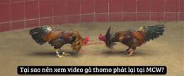 tính năng nổi bật xem phát lại đá gà thomo