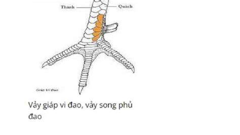 tính năng nổi bật xem vay ga da co hinh minh hoa