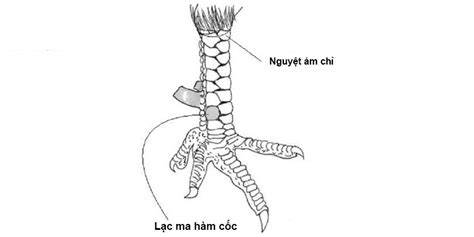 tính năng nổi bật xem vay ga da tot xau