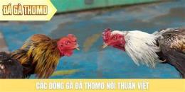 tính năng nổi bật xổ đá gà thomo