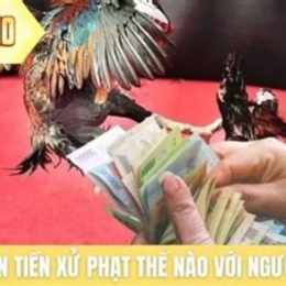 tổ chức đá gà phạt bao nhiều