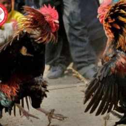 tội đá gà đi tù bao nhiêu năm