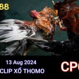 tổng hợp đá gà campuchia topdoithuong88