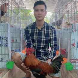 trại gà đá đảm sóc trăng