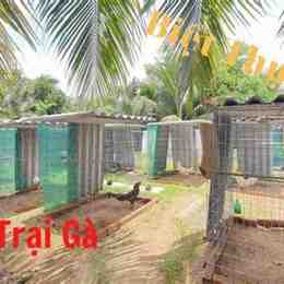 trại gà đá đẹp