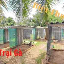 trại gà đá vn