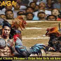 trận đá gà 54