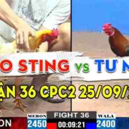 trận đá gà bảo sting