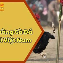 trận gà đá của vnpt