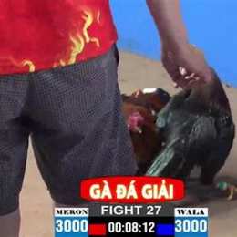 trận gà đá giải của vnpt
