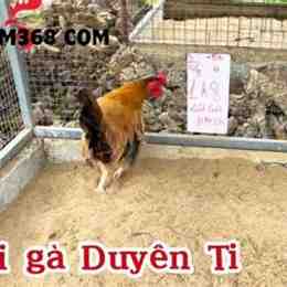 trang da ga duyen ti