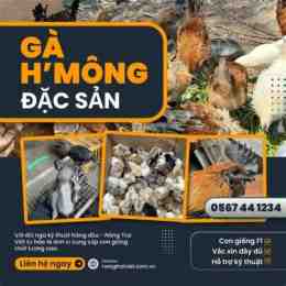 trang da ga online