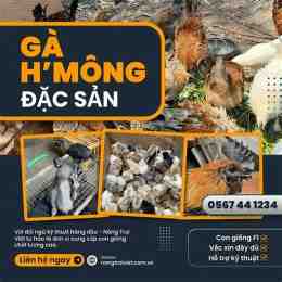 trang da ga pj88