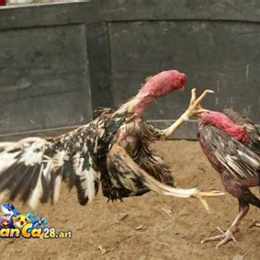 trang web da ga truc tuyen