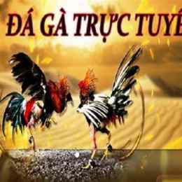 trang web xem đá gà trực tuyến