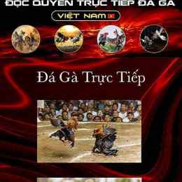 trực tiếp c1 đá gà